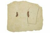 Fossil True Weevil (Curculionidae) Beetle - France #254550-1
